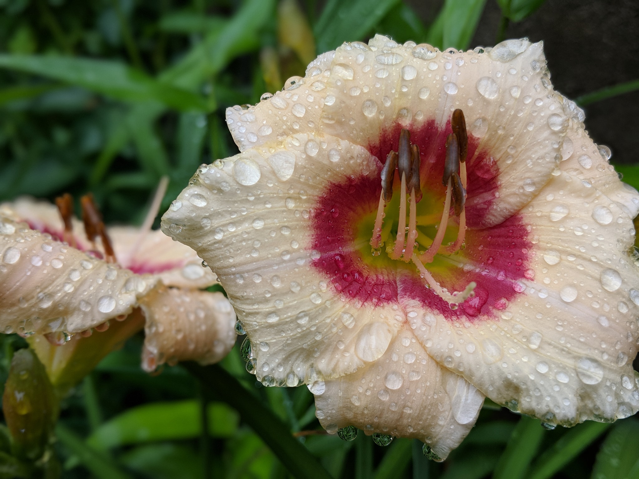 Rainy Lillies