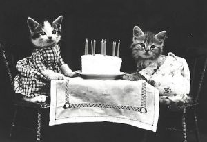 cats with cake