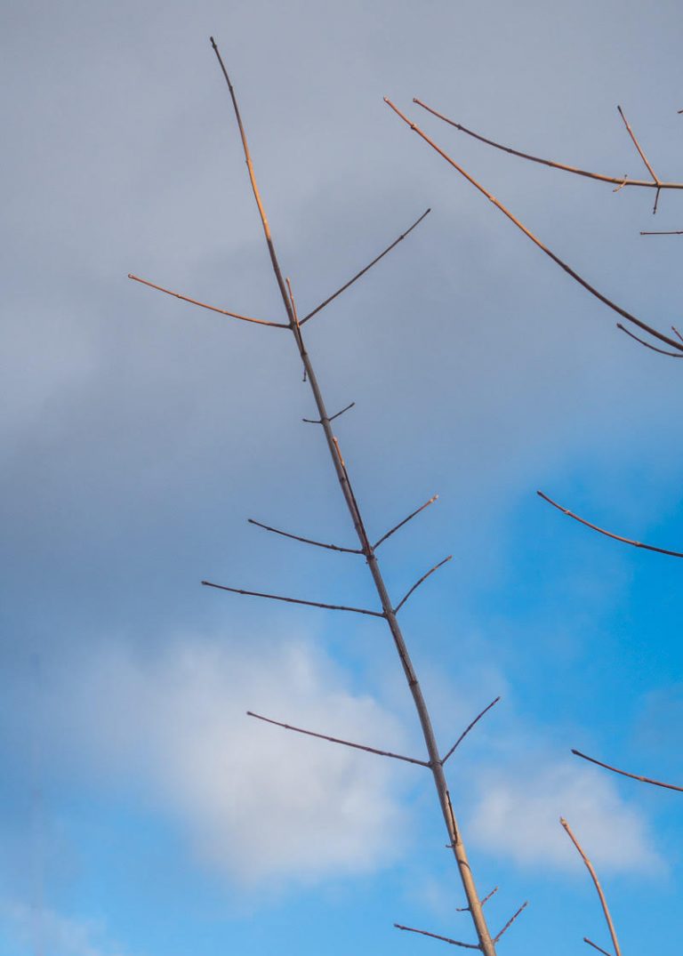 If You Want to Save Your Ash Trees, Now is the Time to Act