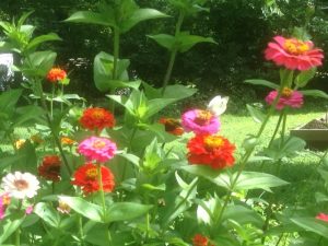 Cabbage Butterfly on Zinnias