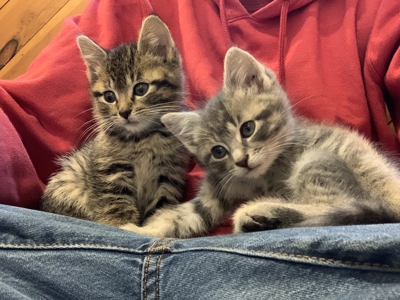 kittens 9 weeks